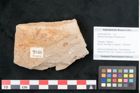 Foto (Objekt + Etikett) von Banksia haeringiana Ettingshausen (NHMW-GEO-2024-0188-7936)